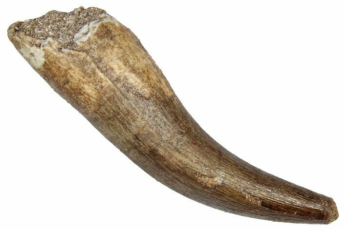 Fossil Plesiosaur (Zarafasaura) Tooth - Morocco #344248